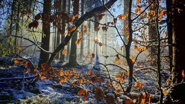 Autumn leaves in front of snowy forest, illuminated by warm sunlight, mystical, romantic, Franconian Forest nature park Park