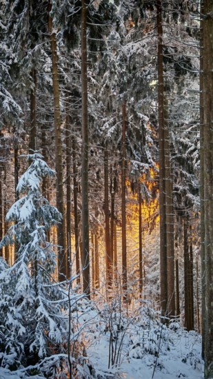 Snowy forest with trees, illuminated by golden sunlight, conveys a wintery atmosphere