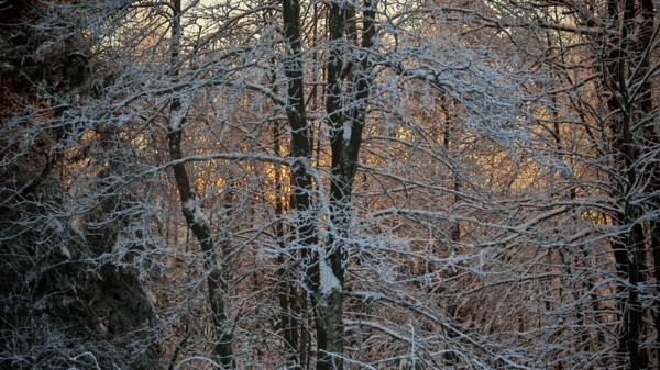 Snow-covered trees with frost-covered branches, illuminated by sunlight, in winter forest