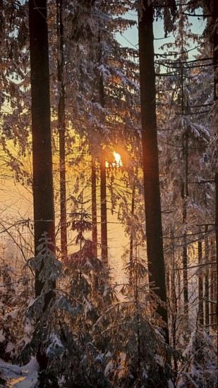 Wintery forest with snow-covered trees, steeped in the light of the rising sun