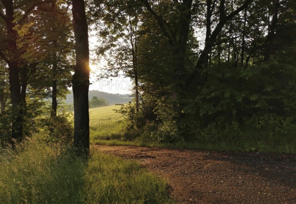 A path through the forest with sunlight shining through the trees