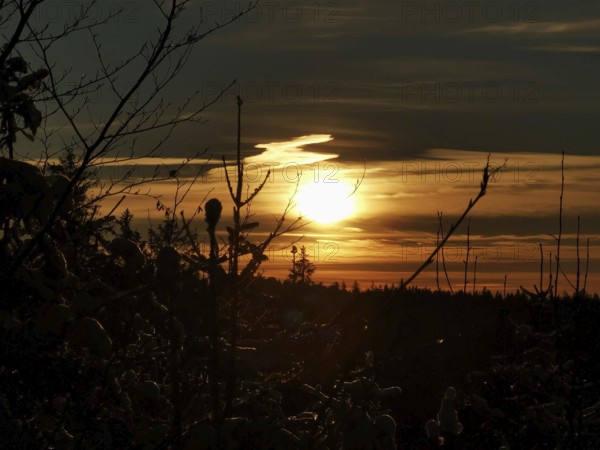 Sunset over a forest with golden clouds and branches in the foreground
