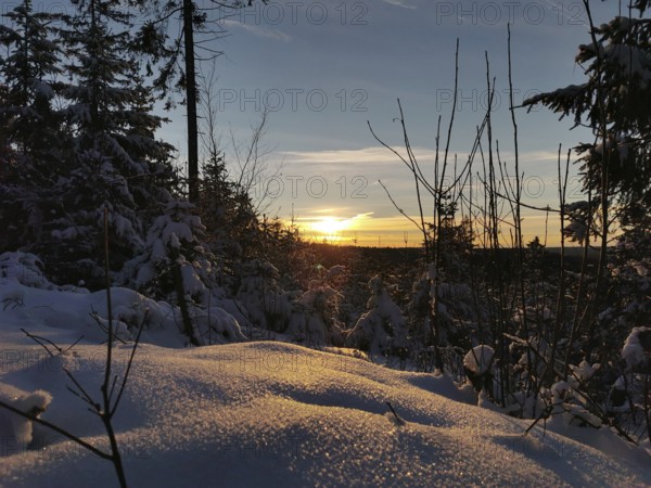 Snowy forest at sunset with bright sky in the background