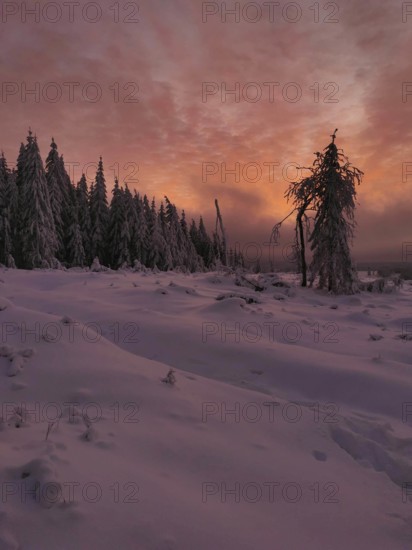 A snowy forest at sunset with dramatically glowing sky, Rennsteig, Thuringian Forest