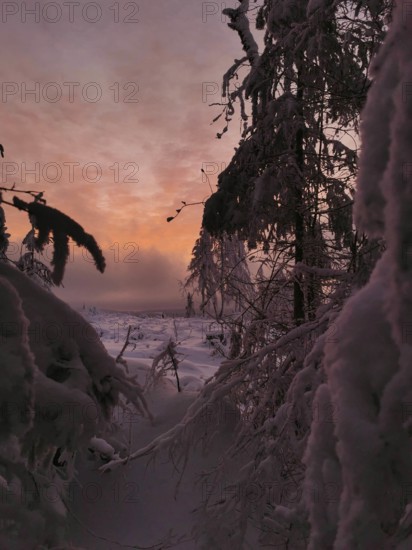 Snowy forest at dusk with pink sky and dark silhouettes, Rennsteig, Thuringian Forest