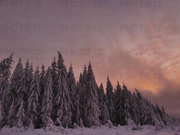 Snow-covered fir trees at sunset, the sky glowing in warm colors, Rennsteig, Thuringian Forest