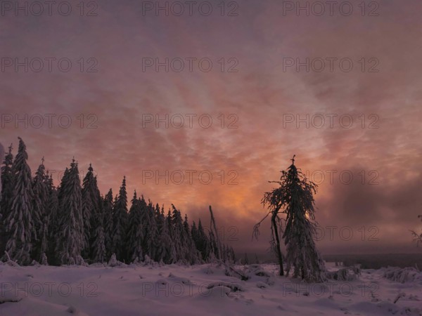Snowy forest at dramatic sunset with colorful sky, Rennsteig, Thuringian Forest