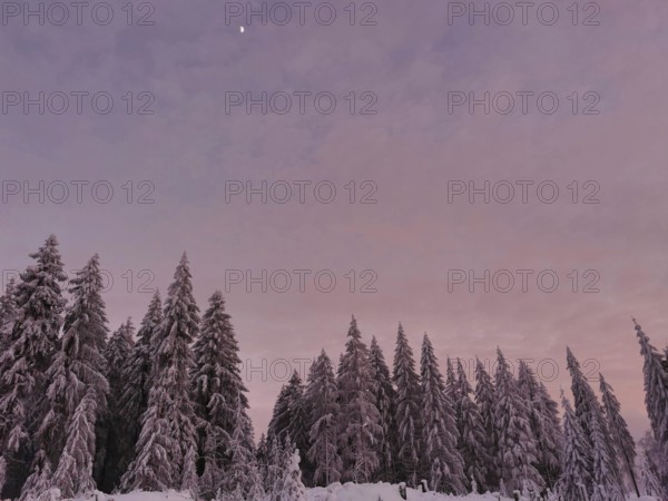 Snowy forest with pink sky at dusk, Rennsteig, Thuringian Forest