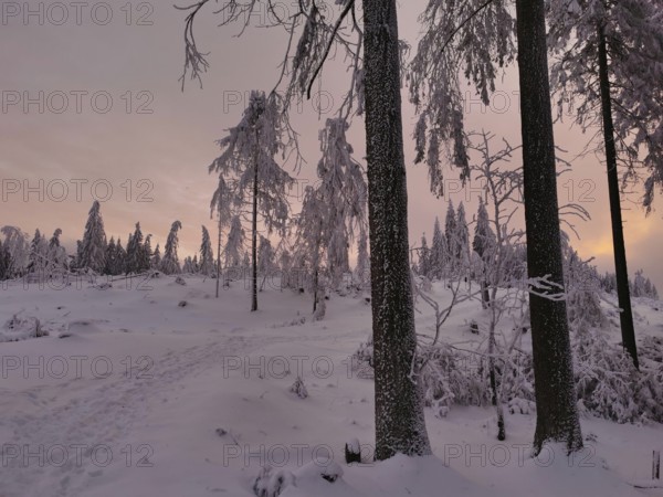 Snowy forest at sunset with pink sky, quiet atmosphere, Rennsteig, Thuringian Forest