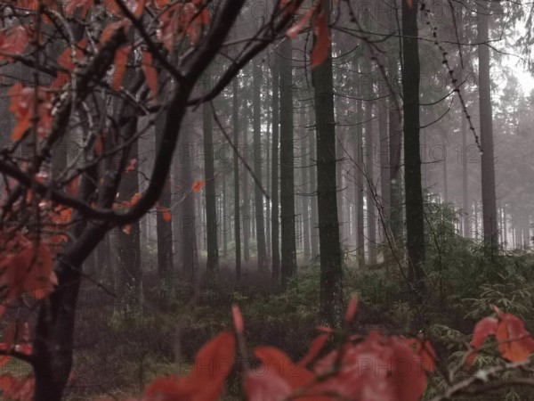 Red-colored autumn leaves and foggy forest create a mysterious atmosphere, Franconian Forest nature park Park, Upper Franconia