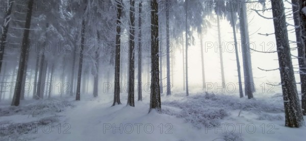 Snowy forest in winter, tall trees rising into the misty light, mystical, romantic, Rennsteig, Thuringian Forest