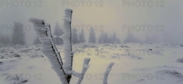 Snowy frosty plants in a barren winter landscape with fog, Rennsteig, Thuringian Forest