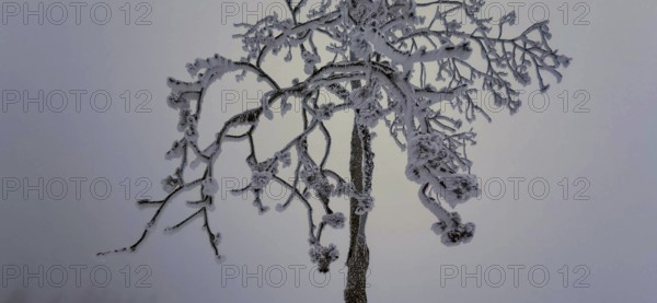 Lonely, snowy tree with frosty branches against a wintry sky, Rennsteig, Thuringian Forest