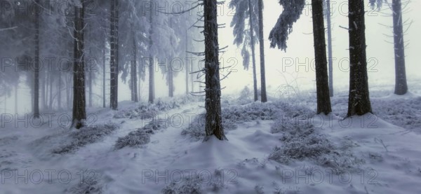 Snowy forest with clear tree contours and a quiet atmosphere, mystical, romantic, Rennsteig, Thuringian Forest