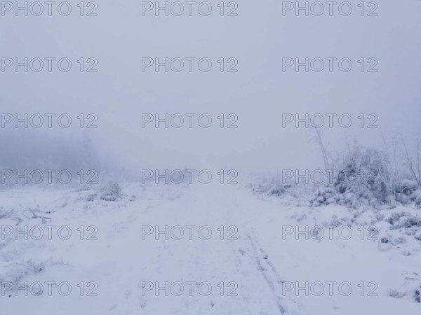 Foggy snowy trail, vast white landscape with barren vegetation, Rennsteig, Thuringian Forest
