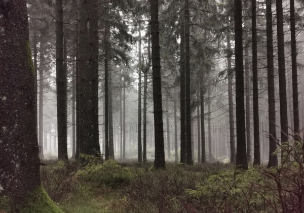 Dense forest in fog, green vegetation conveys a mysterious atmosphere, Rennsteig, Thuringian Forest
