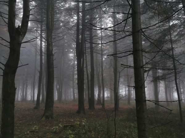 Cloudy, mystical forest with autumnal colors and quiet atmosphere, mystical, romantic, Franconian Forest nature park Park