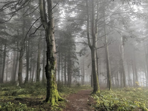 Mystical forest trail surrounded by tall trees and thick fog in a quiet atmosphere, mystical, romantic, Franconian Forest nature park Park
