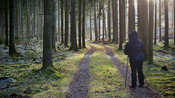 Person walking through seamless forest flooded with sunshine