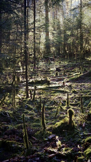 Light-flooded forest with moss, creates a quiet and untouched atmosphere