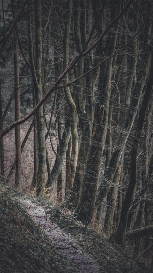 Mysterious, dark trail through a thick forest surrounded by shadows