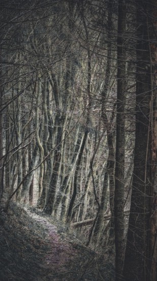 Dark, mysterious forest path lined with tall trees, gloomy atmosphere