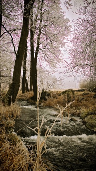 Frozen stream with snow-covered trees, harmonious winter landscape