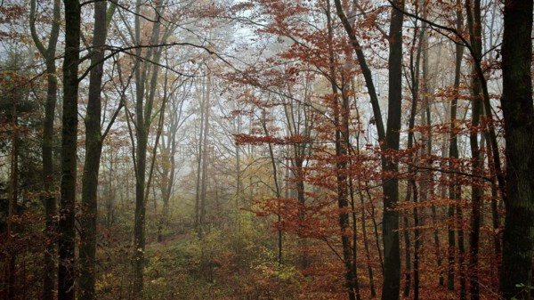 Mystical forest full of autumn trees in fog, mystical, romantic, Franconian Forest nature park Park