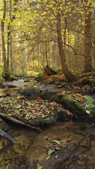 A small stream in autumn forest, covered with fallen leaves, cozy atmosphere, Franconian Forest nature park Park