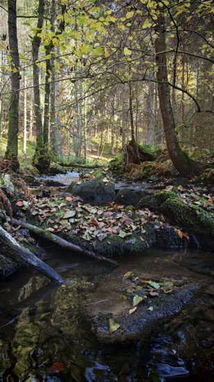 Small stream flows through quiet, mossy forest, Franconian Forest