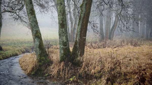 A gentle river flows along moss-covered trees through a foggy forest, mystical, romantic, Rennsteig, Frankenwald