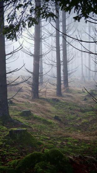 A quiet cloud forest with moss-covered ground and slender trees, mystical, romantic, Rennsteig, Thuringian Forest