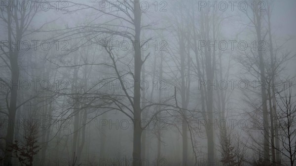 Foggy and bare forest with tall trees that create a gloomy atmosphere, mystical, romantic, Rennsteig, Thuringian Forest
