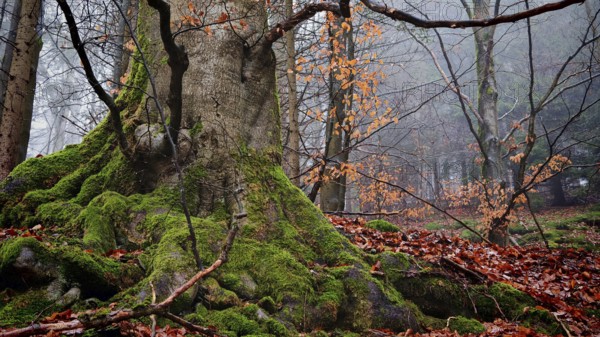 Large tree in autumn forest, covered with moss and surrounded by colorful leaves, mystical, romantic, Rennsteig, Franconian Forest