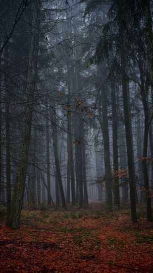 Dark forest at dusk with autumnal leaves and cool atmosphere, mystical, romantic, Rennsteig, Franconian Forest