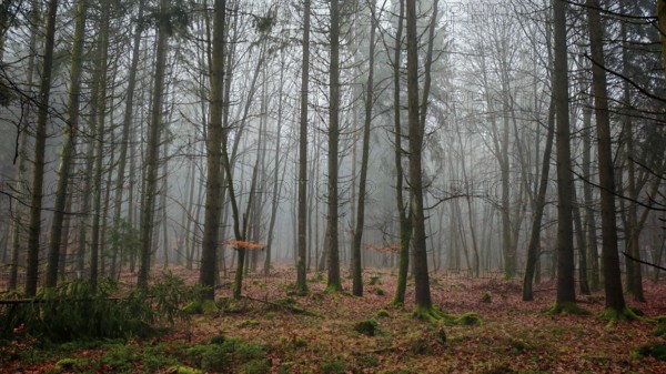 Autumn forest with colorful leaves and light fog, mystical, romantic, Rennsteig, Frankenwald