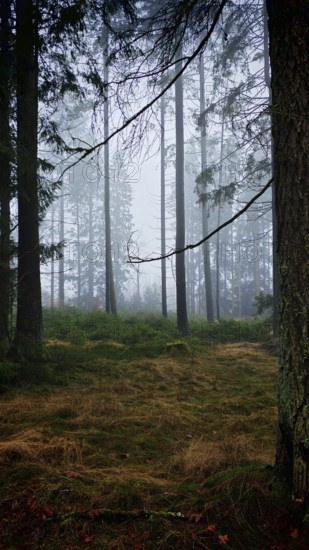 Misty forest with tall trees and a quiet winter atmosphere, mystical, romantic, Rennsteig, Franconian Forest