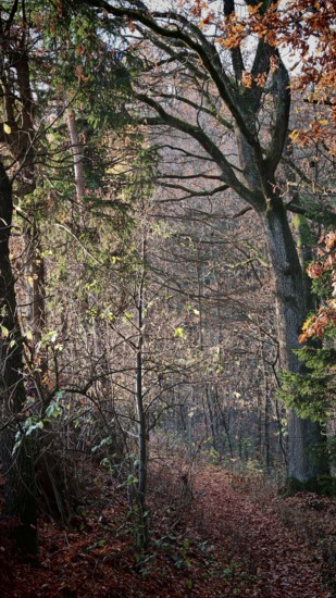Autumn forest trail with leaves under soft sunshine, mystical, romantic, Franconian Forest nature park Park