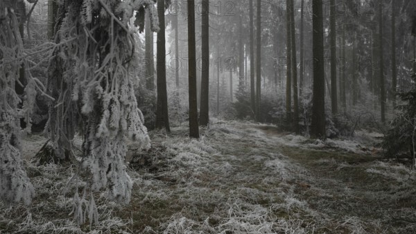 Frosty forest with foggy atmosphere and quiet, cold atmosphere, mystical, romantic, Rennsteig, Franconian Forest