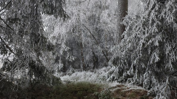 Dense forest with severe frost and a quiet, cold winter atmosphere, Rennsteig, Frankenwald
