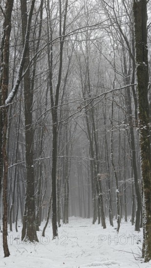 Snow-covered forest with tall trees in a quiet winter atmosphere, mystical, romantic, Rennsteig, Frankenwald