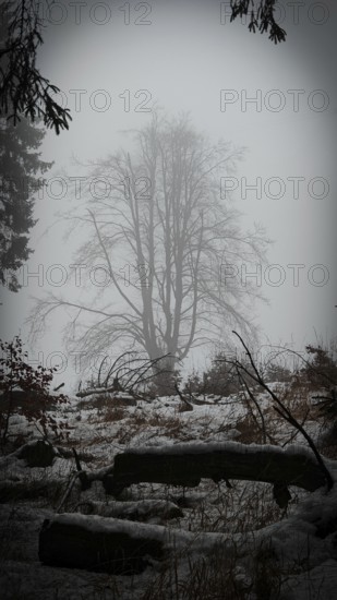 Lonely tree in a foggy, monochrome landscape, mystical, romantic, Rennsteig, Thuringian Forest