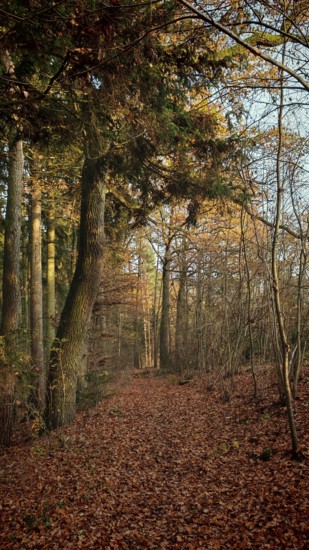 Autumn forest trail covered with colorful leaves in the evening light, mystical, romantic, Franconian Forest nature park Park