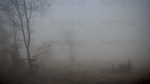 Foggy scene with trees in a soft shade of gray, mystical, romantic, Rennsteig, Thuringian Forest