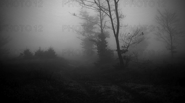 Picturesque black and white depiction of a foggy forest, mystical, romantic, Rennsteig, Thuringian Forest