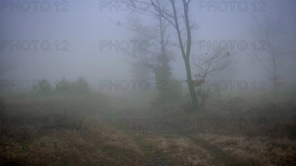 Misty landscape with bare trees and gloomy light, mystical, romantic, Rennsteig, Thuringian Forest