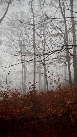 Hazy forest with red leaves and thin branches in a melancholy mood, mystical, romantic, Franconian Forest nature park Park