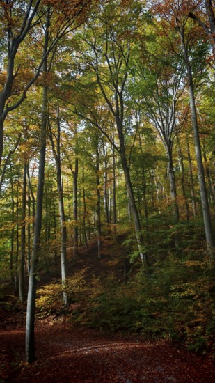 Towering trees with colorful foliage in the gentle autumnal forest landscape, mystical, romantic, Franconian Forest nature park Park