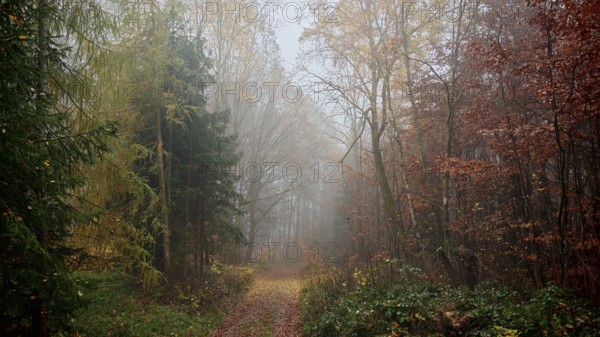A misty autumn forest with a mysterious trail and colorful foliage, mystical, romantic, Franconian Forest nature park Park