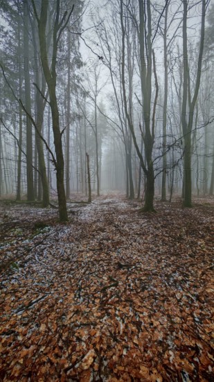 A quiet forest trail with fog and fallen leaves